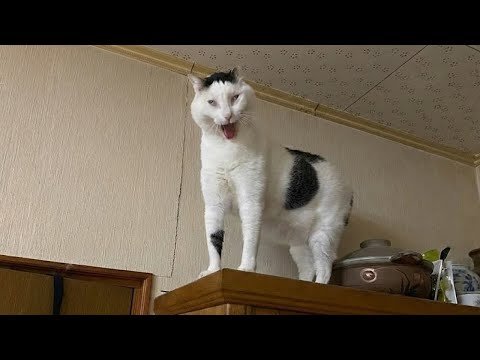 Cats Being Weird for No Reason 😂