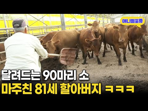 갑자기 달려드는 90마리 소 마주친 81세 할아버지 반응 I KBS 인간극장 - 깐깐 할아버지와 모범 청년 재훈이 2021 방송