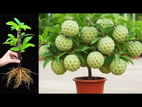 3 Great Way To Grow Sweetsop Trees From Cuttings At Home