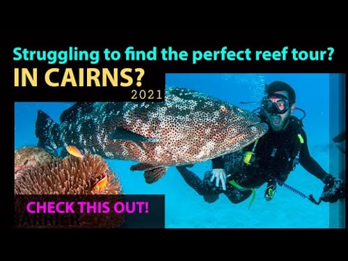 Struggling to find the perfect reef tour in Cairns?