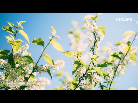 Relaxing Peaceful Piano Instrumental | Healing | Calm | Meditation | Praise Worship Prayer Music