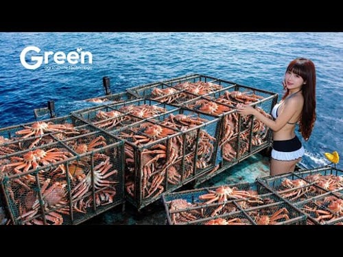 King Crab Fishing - How US Fisherman The Fishing of Tons of King Crab | Agriculture Technology