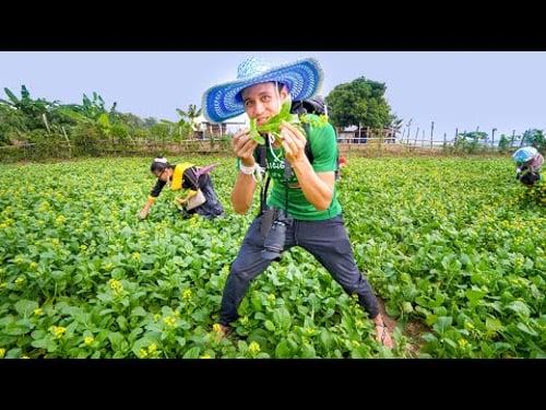 Isan & Lao Food!! Mekong River HARVEST & EAT 🥬 Nakhon Phanom, Thailand