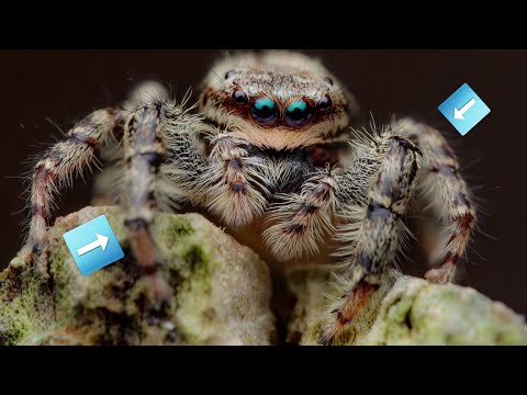 How to Master Focus Stacking in Macro Photography | Laowa Macro Master Class