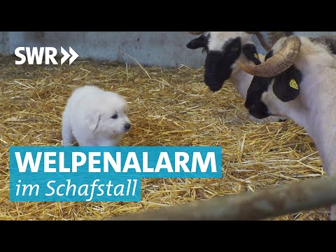 Unverhoffter Nachwuchs: Niedliche Hundewelpen im Schafstall