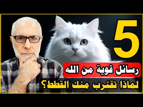 لماذا تقترب منك القطط فجأة؟ 5 رسائل قوية من الله... الخامسة ستدهشك!