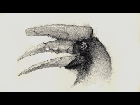 Draw Birds Like a Pro