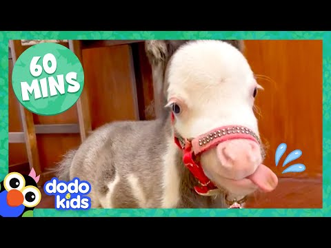 60 Minutes Of The Most Amazing Horse Stories | 1 Hour Of Animal Video | Dodo Kids