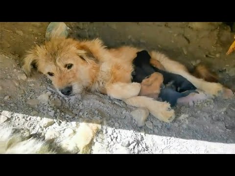 Lying motionless in the hole, she helplessly watched her six children cry from hunger and cold