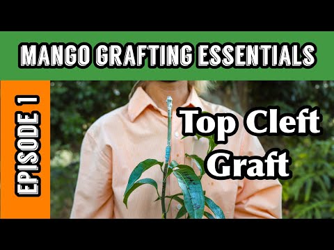 Mango Grafting Essentials | Episode 1: Top Cleft Graft