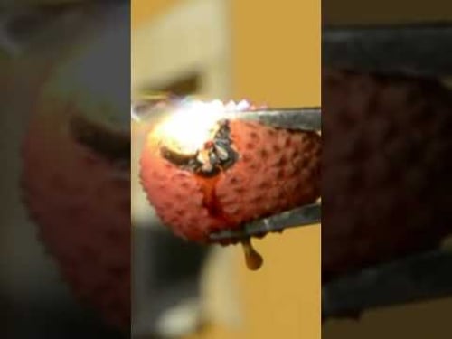 Sun Following Solar Death Ray