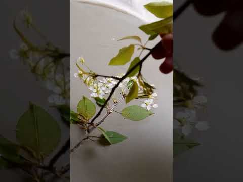 Printing wild Pin Cherry blossoms into wet clay - ceramic process