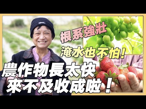 【新竹 食研所】微生物光合菌 新世代農民的救星 | 用心的產業 | 418 | #美麗心台灣 #光合菌 #無毒草莓 #無毒葡萄