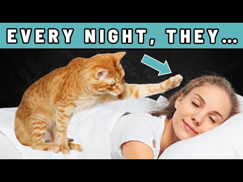 The One Strange Thing Your Cat Does Every Night While You Sleep – And It’s About You