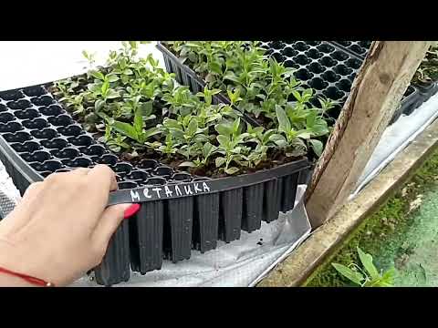 Черенкование гортензии в кассетах и ее доращивание 🌿