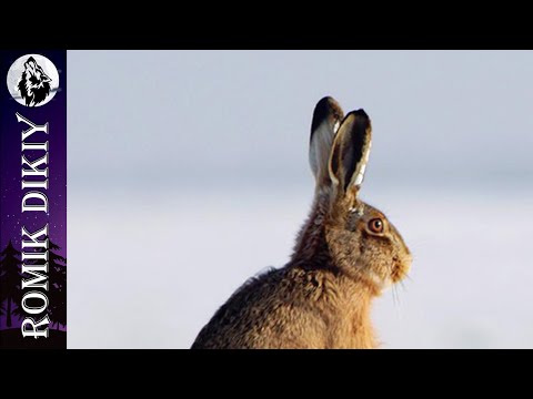 Охота на зайца с ночёвкой.