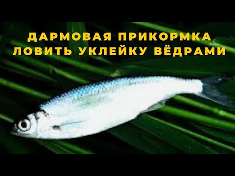 Эта беЗплатная прикормка позволит ловить уклейку вёдрами