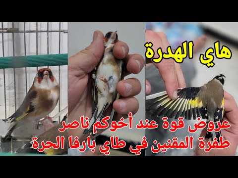 أخوكم ناصر يعود لكم بعروض جديد مجموعة من طفرة الحسون أو المقنين في طاي بارفا . كلشي واضح في الفيديو