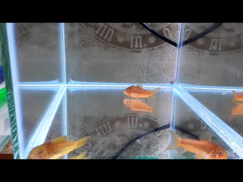 Коридорас Лазер Голд Разведение