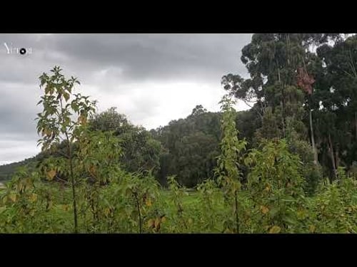 Música de Bach para un momento de calma y enfoque
