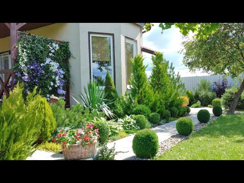 Сколько Посадить Хвойных на Участке🌲 Хвойные в Ландшафтном дизайне нашего Участка🏠 #garden #сад