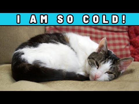 90% of Owners Make THESE Winter Mistakes, And Cats Suffer Silently