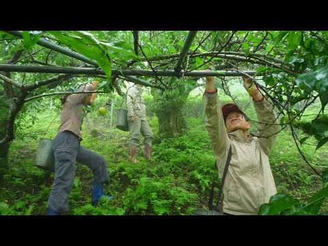 【秀明農法】自然好滋味|相信土地的力量 (我們的島 第707集 2013-5-20)