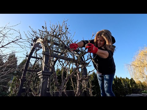 How to Prune Climbing Roses! πΉ βοΈπΏ // Garden Answer