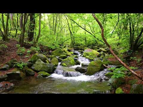 Harmonious Birds Chirping, Beautiful Stream Sounds, Lovely Nature Sounds, Cozy Paradise