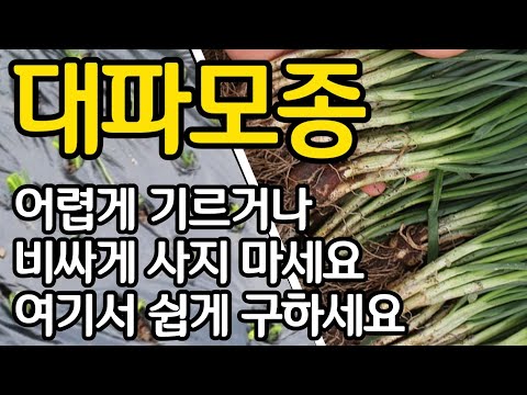 대파 가장 쉽고 싸게 좋은 모종 마련하는 방법 - 서두르세요 5월이 기회입니다