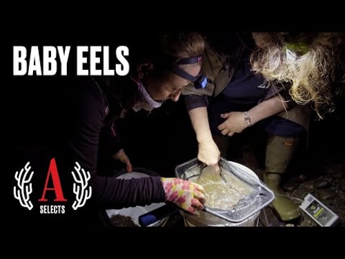 America's Hottest Black Market: Inside the Eel Gold Rush