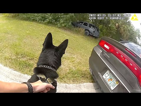 Craziest Police K9 Takedowns Caught on Camera - Part 2