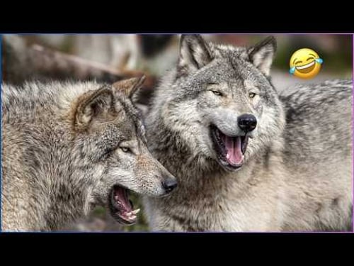 WOLF DOGS That Look Majestic… But Act Like Babies 😂