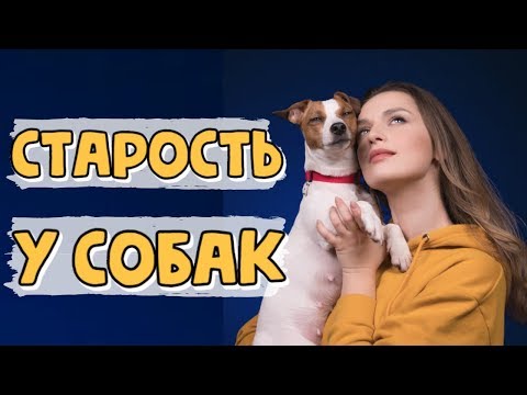 СТАРОСТЬ У СОБАК | СИМПТОМЫ СТАРЕНИЯ И ПРАВИЛА УХОДА ЗА НЕМОЛОДЫМ ПИТОМЦЕМ