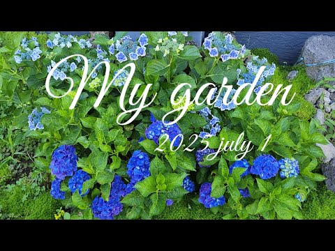 ♧제주귀촌 라이프 #제주도 #정원 ☆마른 장마 ☆유카자구 분주하기 ☆수국의 계절---미스 사오리, 스타게이트, 닝보릴라, 댄스파티, 장미수국 ☆7월의 꽃