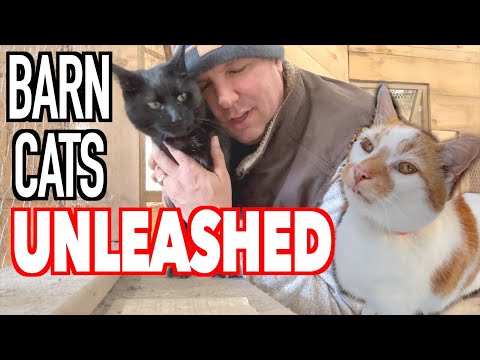 BARN CATS: A Typical Day Working the Farm