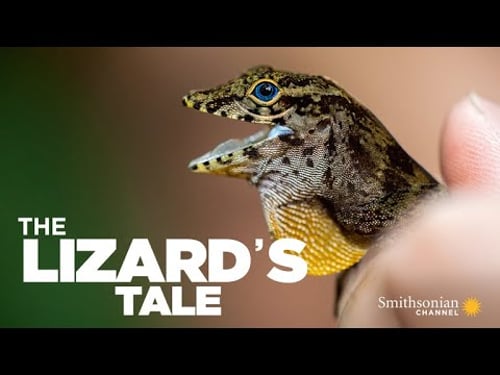 The Lizard's Tale 104: The Origin of Anole Species