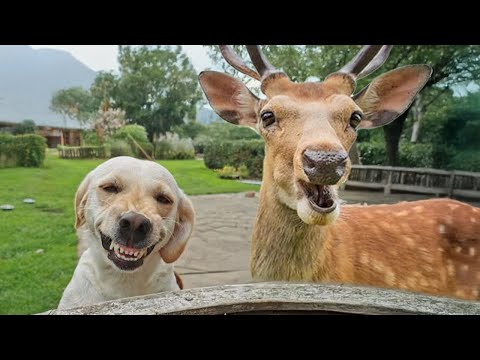 When Your Pet Brings Home a Friend🤣Funniest Dog Ever 2025!