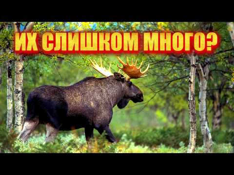 Лоси, бобры, еноты: как дикие животные "переехали" в большие города и привыкли к людям