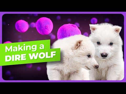 The Making of the Colossal Dire Wolves - World's First De-Extinction