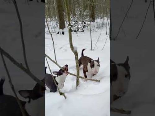 My dogs aren't the brightest of the bunch.... #BullTerrier #Dog #Funny