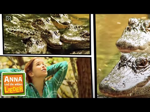 Alli-Alligator | Kinderlied mit Tieren | Anna und die wilden Lieder