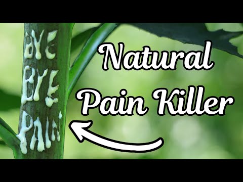 The White Sap of this Common Backyard Plant Relieves Pain and Reduces Anxiety Naturally