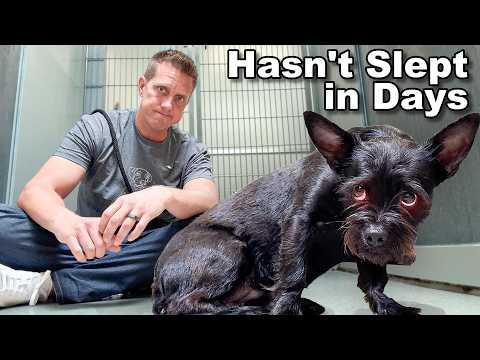 Dumped on the Highway, She Won't Let Anyone in Her Kennel Until This...🥺