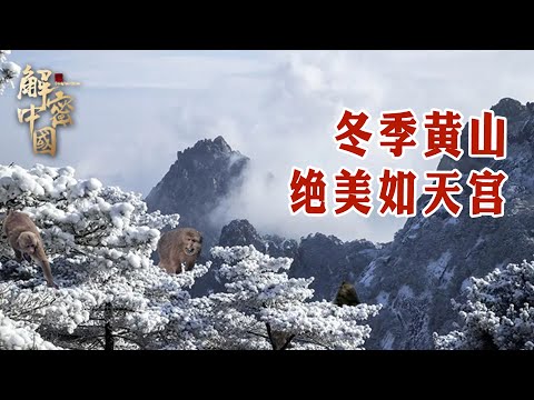 The winter of Huangshan is as beautiful as a fairyland, but the monkey group is starving to starve