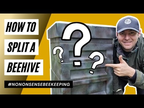 Splitting The Beehive - Making A Nuc With A Mated Queen - Step-by-Step