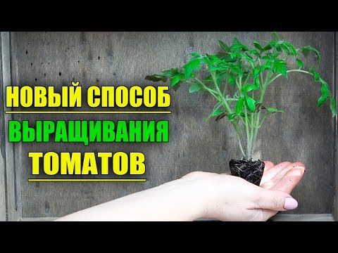 Революционный метод букетного выращивания томатов!