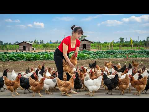 TIMELAPSE -- Step-by-Step: Harvest Giant 500Kg Chicken Hens, Go to Market Sell | Phương Countryside