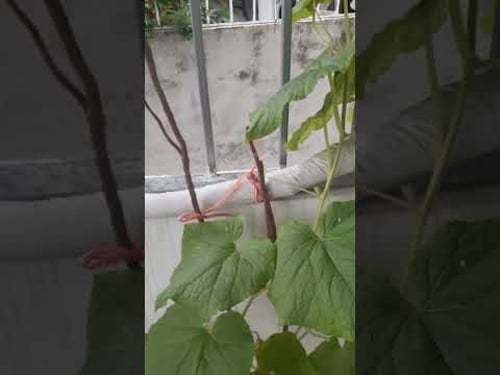 Giới thiệu các loại cây P1: cây dưa leo @datbuichannel1284