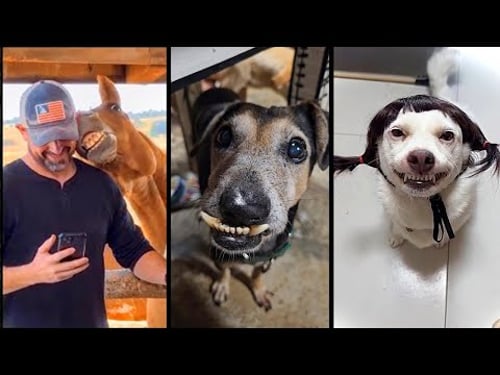 Funny ANIMALS videos 😂 Funniest CATS😺 and DOGS🐶 2025, part3